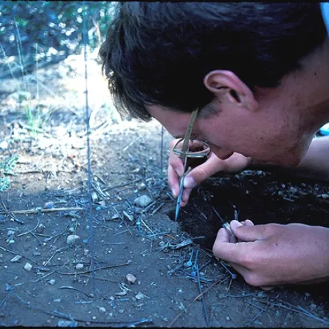 UC Davis student Jay Rosenheim digging a nest at UC Berkeley's Sagehen Creek Field Station, Truckee, in 1984.