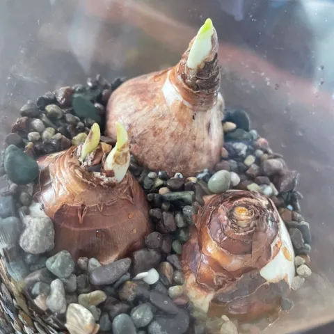 Photo by Alissa Bright