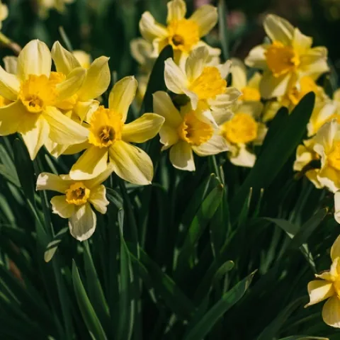 Daffodils (anton-darius-unsplash.)jpg