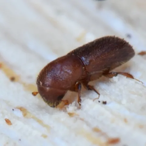 Fig1 MOB female closeup