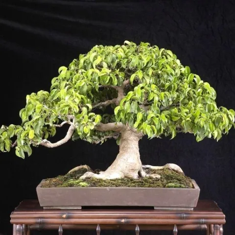 Weeping fig bonsai (ebay.com)
