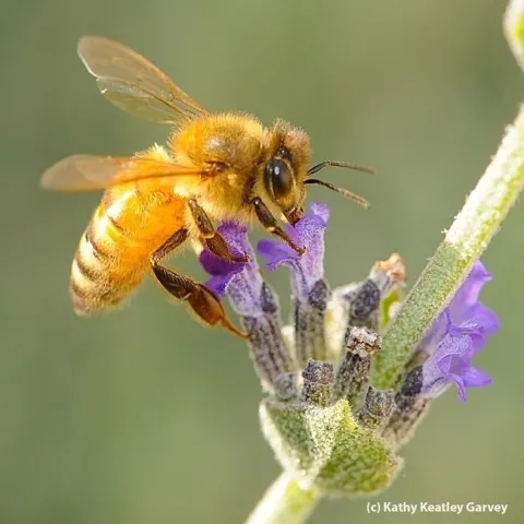 "On the fifth day of Christmas, my true love gave to me 5 golden bees." This is a cordovan bee; an image taken in a Vacaville, Calif., pollinator garden. (Photo by Kathy Keatley Garvey)