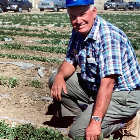 Don May kneels on plastic mulch in a strawberry field.