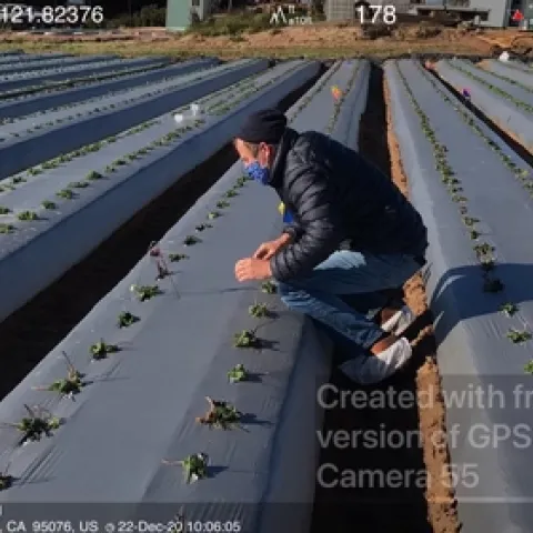 Setting out spore traps with Akif. Photo courtesy Rod Koda.