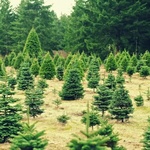 Cut the environmental impact of Christmas by buying a tree at a local farm.