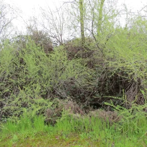 Photo 1: Two months after herbicide applications, control plots had abundant willow and blackberry