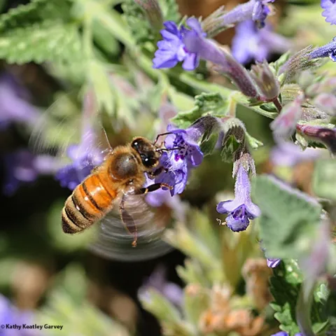 A honey bee buzzing in a patch of catmint. (Photo by Kathy Keatley Garvey)