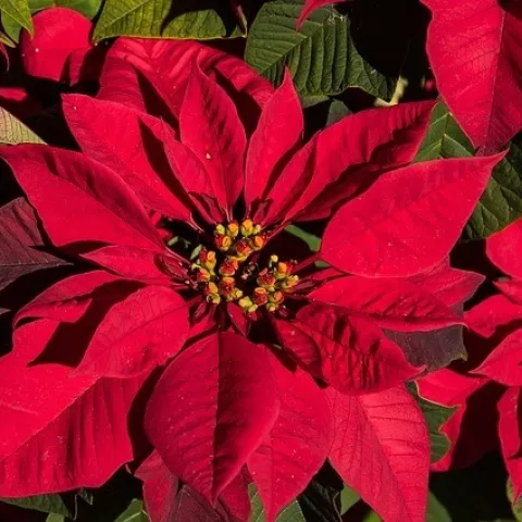 Red Poinsettia