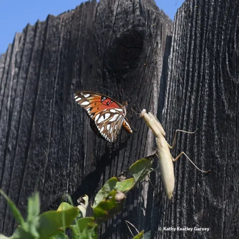 Oops! A Gulf Fritillary, Araulis vanillae, lands near a praying mantis, a female Mantis religiosa, in Vacaville, Calif. (Photo by Kathy Keatley Garvey)