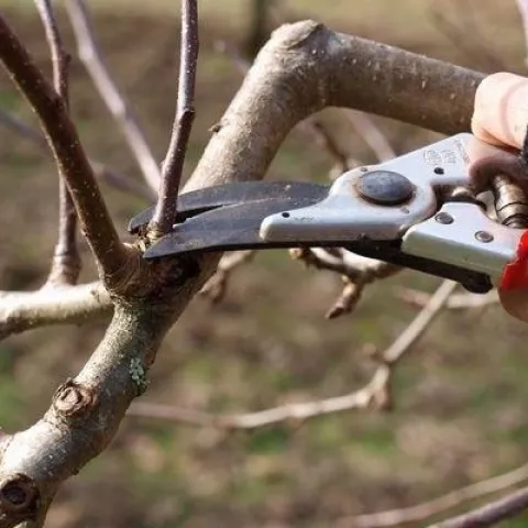 Winter Fruit Tree Pruning, A. Buchinski