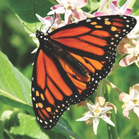 Monarch butterfly on Asclepias speciosa