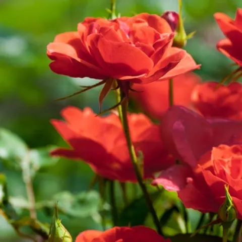 Roses. (gardenloversclub.com)