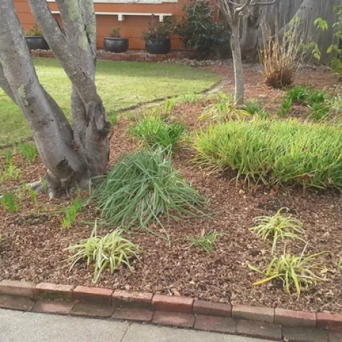 Leaves left in landscape