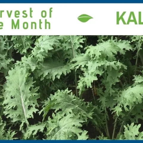 Kale January