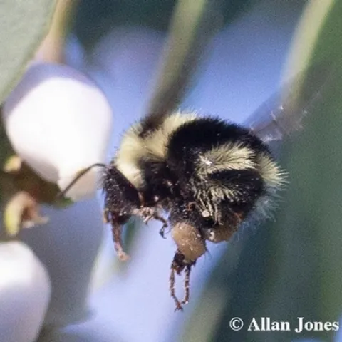 Allan Jones of Davis captured this image of a black-tailed bumble bee, Bombus melanopygus, on Jan. 6, 2020 in the UC Davis Arboretum and Public Garden. (Photo by Allan Jones)