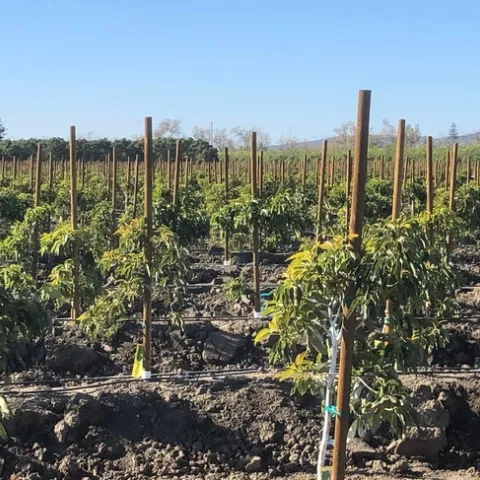 avocado hi density 5