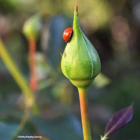 A lady beetle searching for aphids on a rosebud in the winter. (Photo by Kathy Keatley Garvey)
