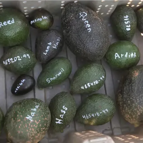 avocado varieities numbered