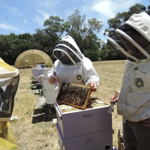 Extension apiculturist Elina Lastro Niño (center) of the UC Davis Department of Entomology and Nematology, working a hive at the Harry H. Laidlaw Jr. Honey Bee Research facility. (Photo by Kathy Keatley Garvey)