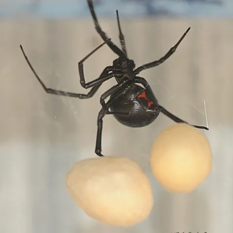 A black widow spider juggles two egg sacs that she deposited on the lip of a swimming pool in Vacaville, Calif. (Photo by Kathy Keatley Garvey)