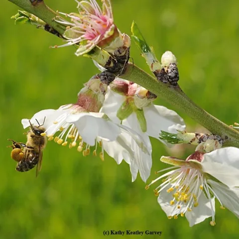 A honey bee packing pollen on almond blossoms on the UC Davis campus. California almonds usually begin blooming around Feb. 14. (Photo by Kathy Keatley Garvey)