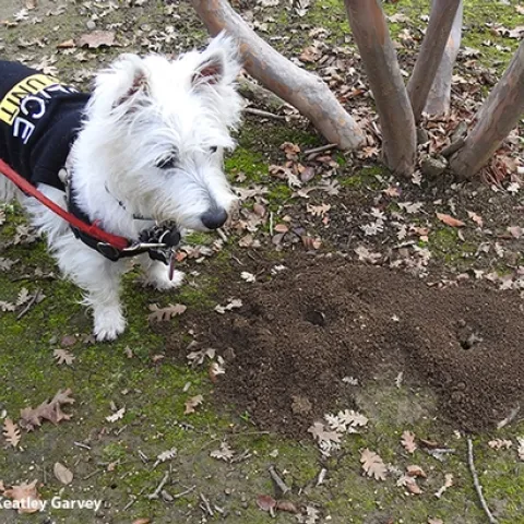 Piper, a West Highland white terrier, aka Westie, "polices" two carpenter ant mounds in a Vacaville park. (Photo by Kathy Keatley Garvey)