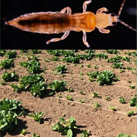 Thrips is a major pest of lettuce production in Salinas. (Illustration courtesy of Daniel Hasegawa)
