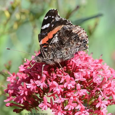 Red admiral, Vanessa atalanta. (Photo by Kathy Keatley Garvey)