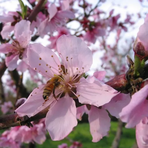 Bee pollinating Rio Oso peach, J. Alosi