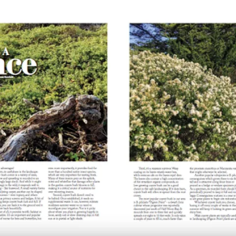 give-coyote-a-chance