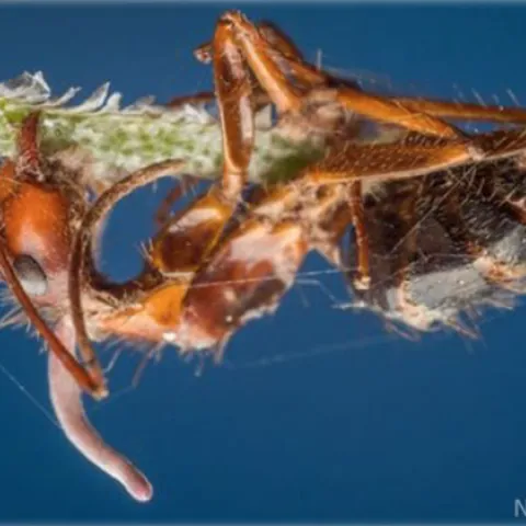 A Zombie ant. (Photo by Nash Turley)