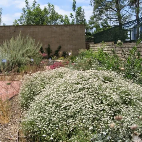 California buckwheat in a garden setting. (Mother Nature's Backyard - blogger)