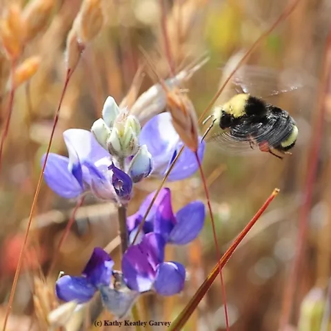 A yellow-faced bumble bee, Bombus vosnesenskii heading for lupine at the Hastings Natural History Reserve, Carmel Valley, Monterey County. (Photo by Kathy Keatley Garvey)