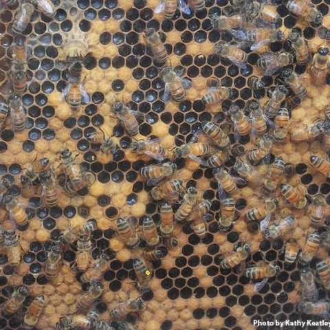 Honey bee colony. Photo by Kathy Keatley Garvey