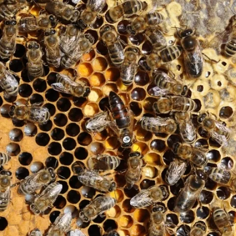 Inside a hive. (Photo by Kathy Keatley Garvey)