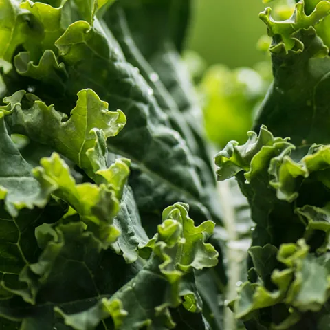 Kale. Photo: Erda Estremera, Unsplash