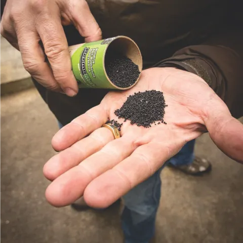 biochar