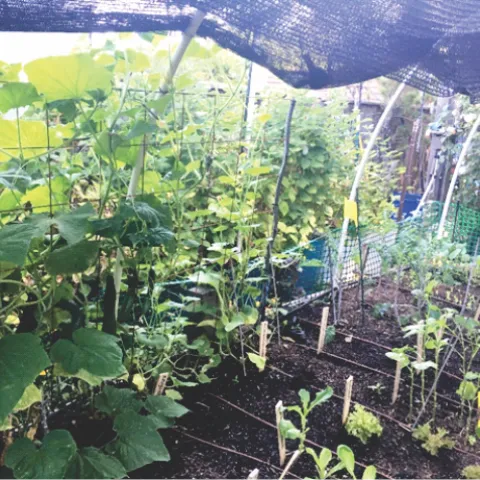 Cucumbers climbing inside the raised bed