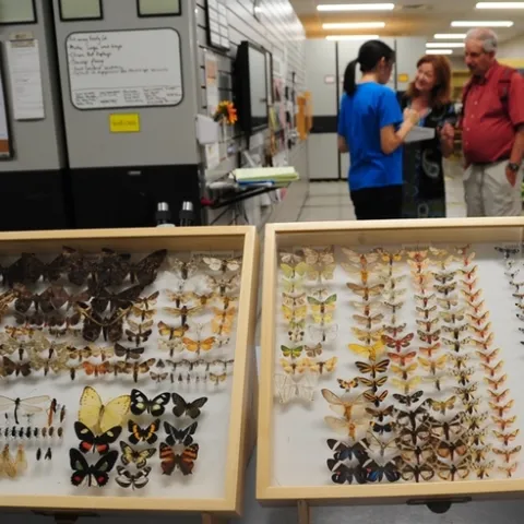 This was the scene at the Bohart Museum of Entomology at a recent UC Davis Biodiversity Museum Day, which this year, is expanding into a month. (Photo by Kathy Keatley Garvey)