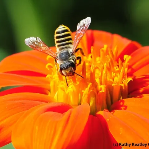 A native bee, Megachile fidelis, foraging on a Mexican sunflower (Tithonia) in the Häagen-Dazs Honey Bee Haven, UC Davis. (Photo by Kathy Keatley Garvey)