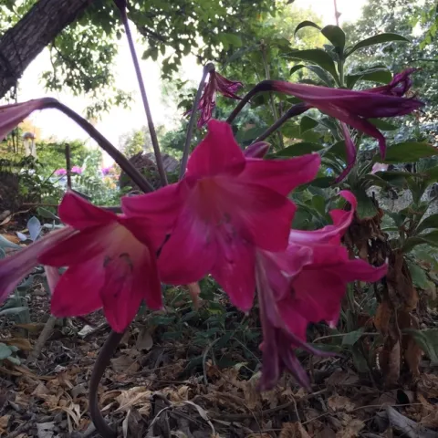 photo by Jennifer Baumbach