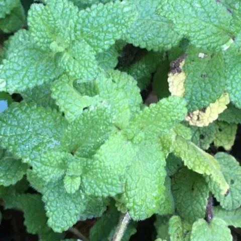 photo by Michelle Davis