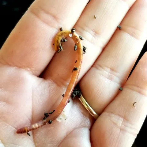 Hand holding a red wiggler worm.