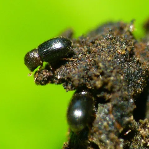 The coffee borer beetle, also known as the coffee berry borer, Hypothenemus hampei. (Courtesy of L. Shyamal, Wikipedia)