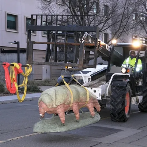 The water bear or tardigrade sculpture on its way to being installed at 7 a.m., Wednesday, Feb. 3 at the Bohart Museum of Entomology. (Photo by Lynn Kimsey)