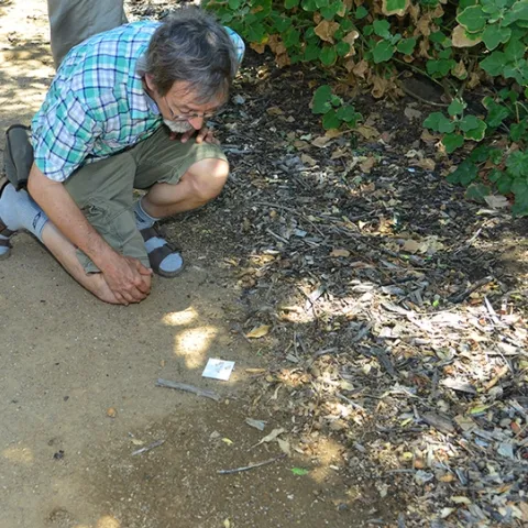 UC Davis professor Phil Ward looking for ants. (Photo by Kathy Keatley Garvey)
