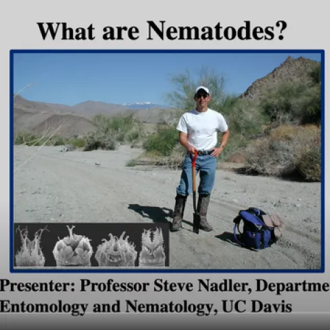 Steve Nadler, professor and chair of the UC Davis Department of Entomology and Nematology, presents a video on nematodes. (Screen shot)