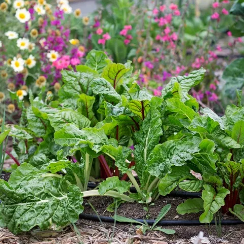 The Produce Safety Rule regulates the growing, harvesting and packing of produce. Photo by Evett Kilmartin