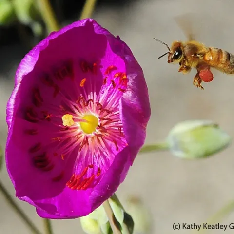 A honey bee in flight, packing red pollen from a rock purslane. (Photo by Kathy Keatley Garvey)