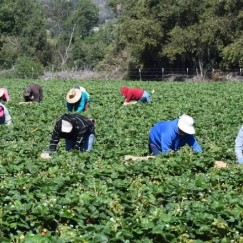 Farmworkers